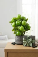 Elivera Apple Pure - Silver Stone Pot