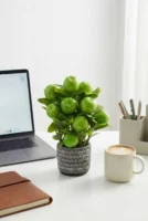 Elivera Apple Pure - Silver Stone Pot