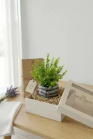 Elivera HoldNature Hand Planter - Fine Leaf Stone Pot